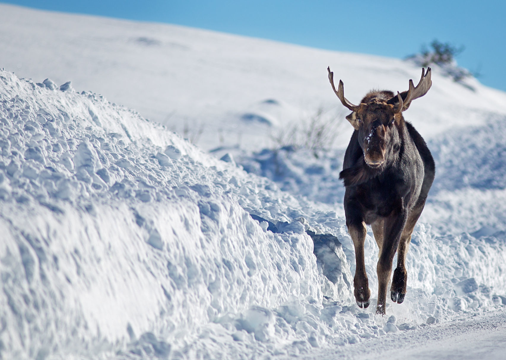 Moose